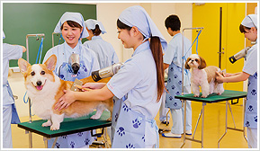 グルーミング実習イメージ