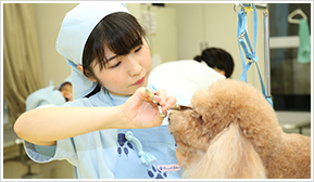 グルーミング実習イメージ