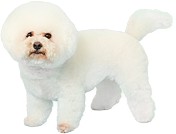 モデル犬イメージ3